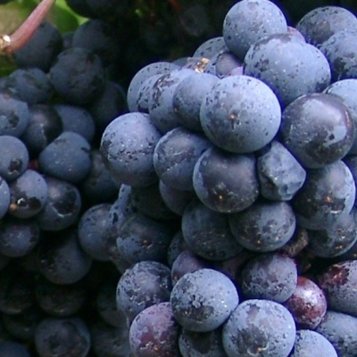Zweigelt Beeren 4